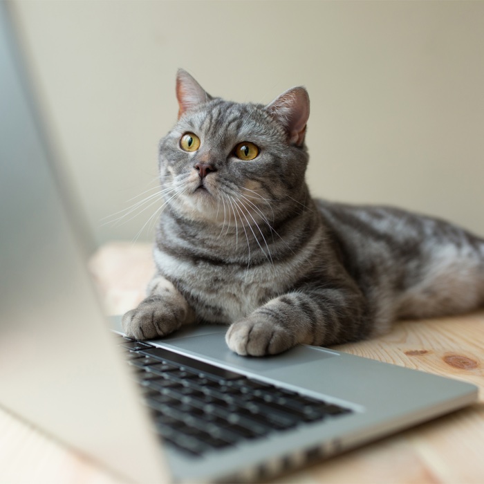 katze-info